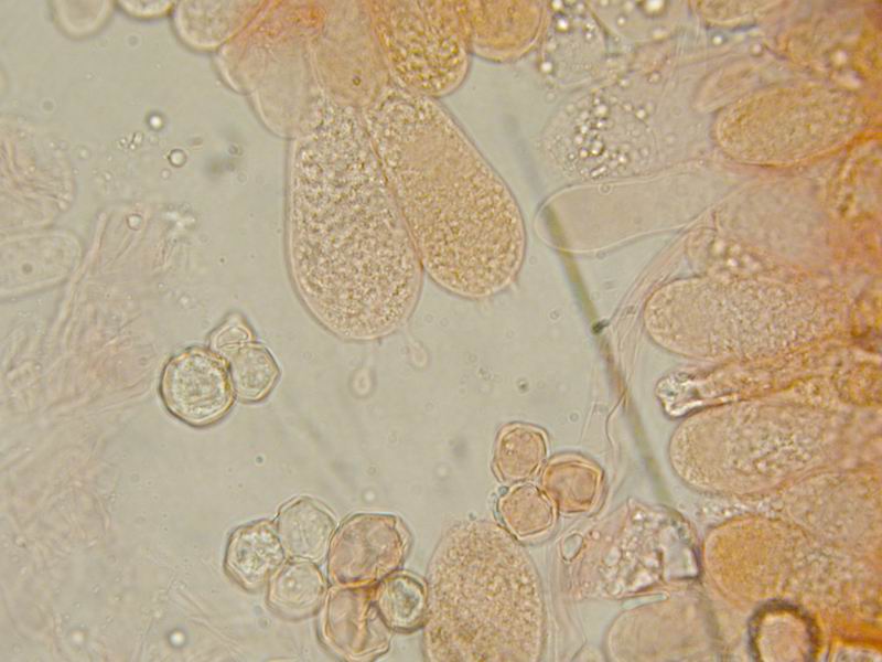 Entoloma sp.